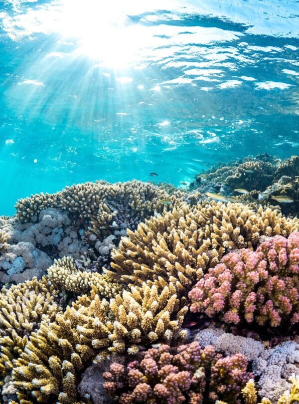 Red Sea Experiences
