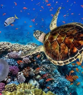 marsa alam