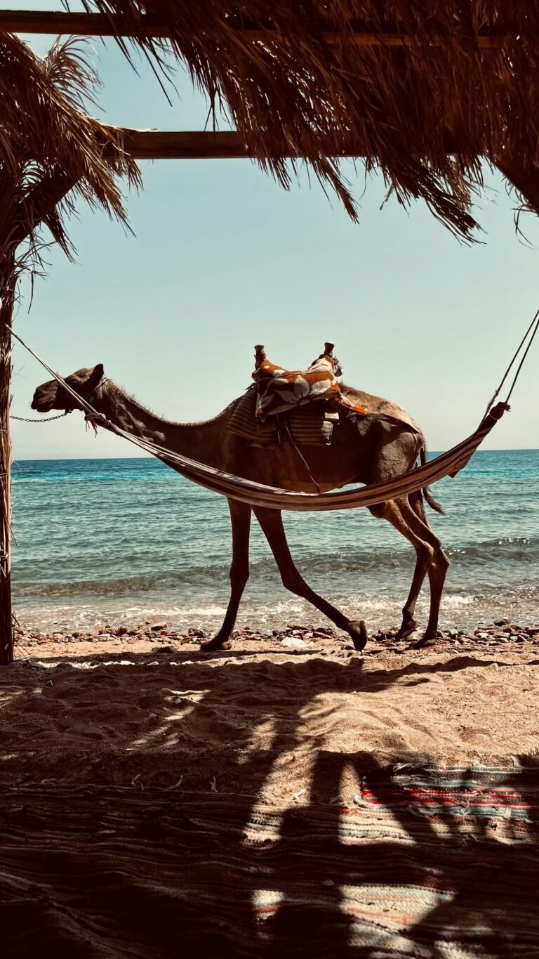 beach experiences